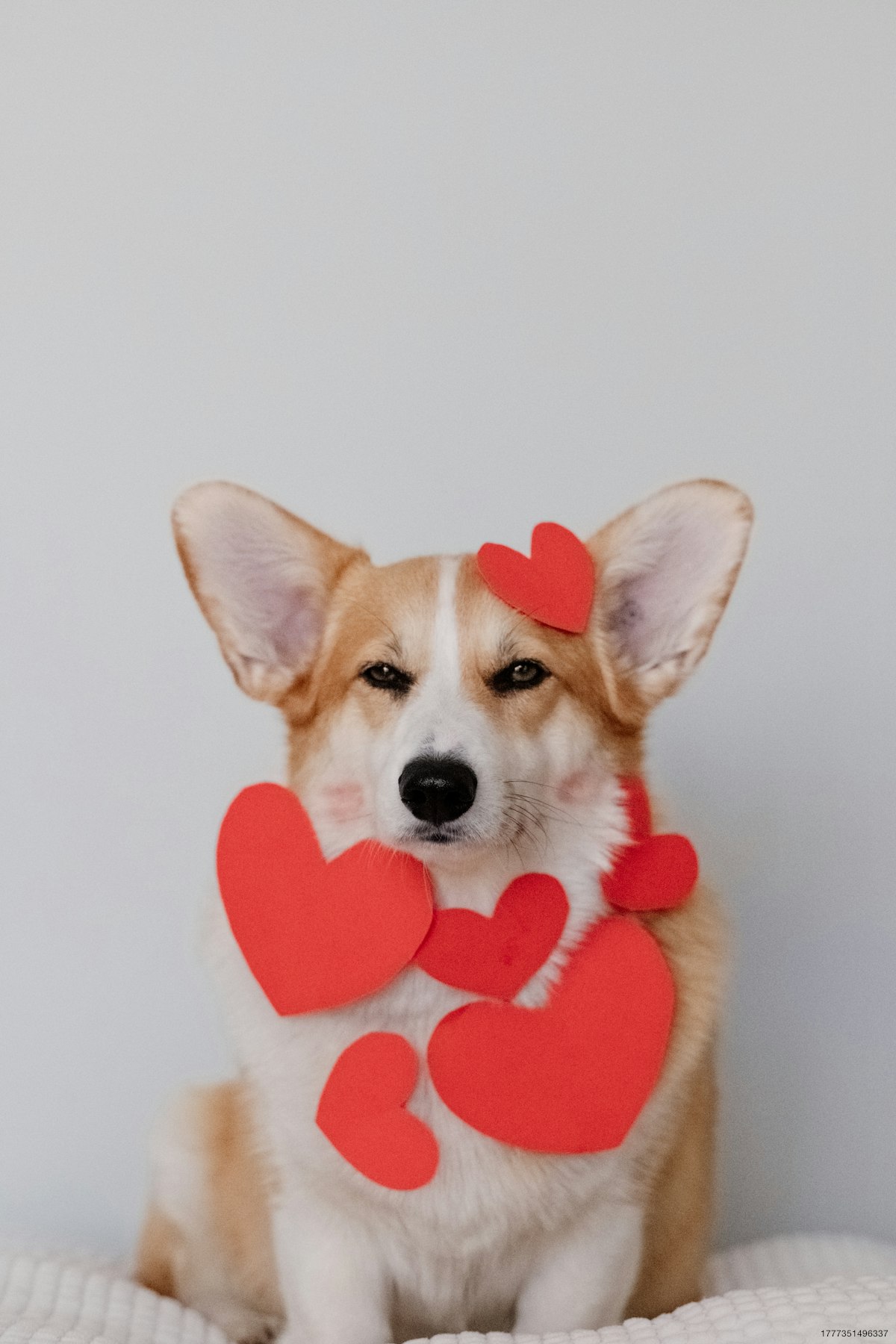 Pembroke Welsh Corgi, very serious